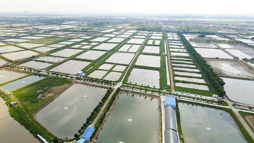 海鸥岛海景州养殖基地广州容大水产科技位于广州市番禺区